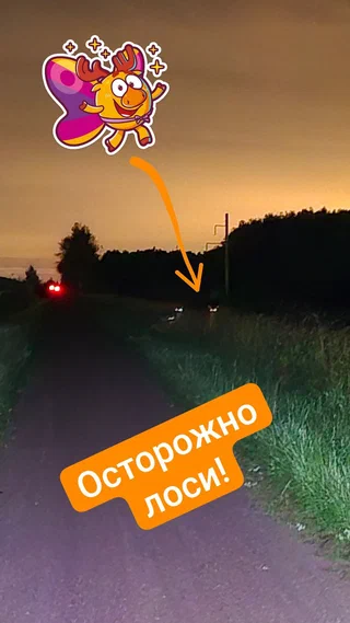 Вечерняя дорога с надписью «Осторожно лоси!»