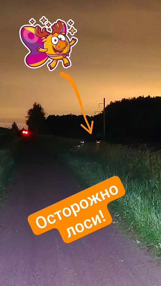 Вечерняя дорога с надписью «Осторожно лоси!»